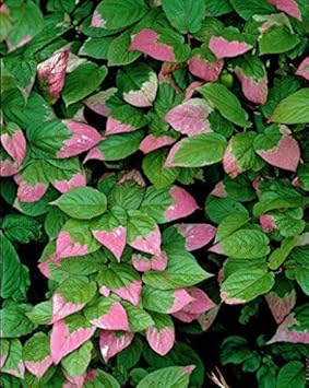 Actinidia Kolomikta plant seeds